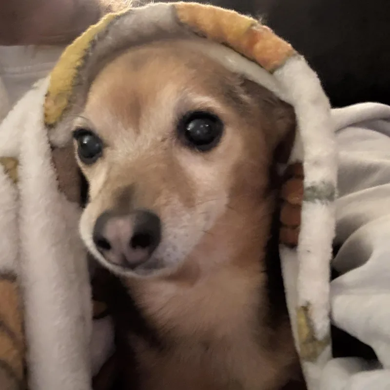 Sadie thumbnail 3