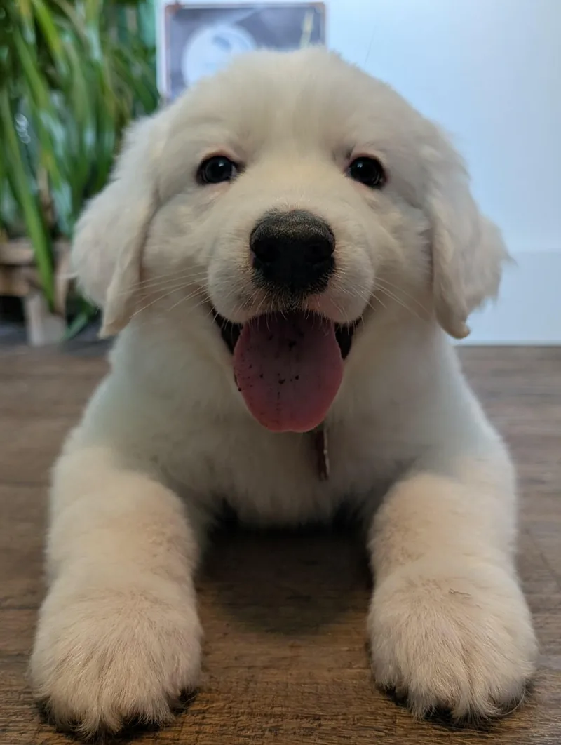 A baby large-sized male White / Cream Great Pyrenees dog named Sputnik for adoption in Kiowa, OK