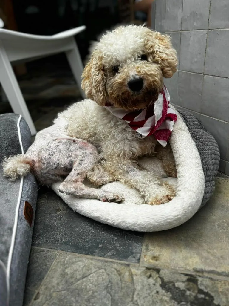 A young small-sized male White / Cream Miniature Poodle dog named Theodore for adoption in Los Angeles, CA