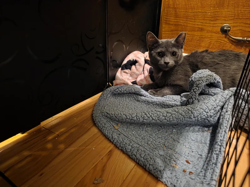 Prudence thumbnail 2