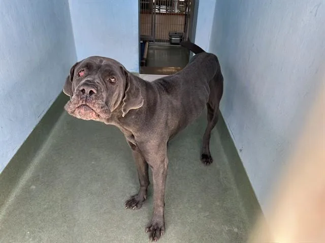 A young large-sized female Cane Corso dog named Everest for adoption in Baldwin Park, CA
