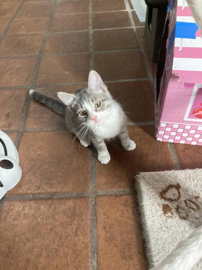 A young medium-sized male Tabby (Gray / Blue / Silver) Domestic Short Hair cat named Jimmy for adoption in Philadelphia, PA
