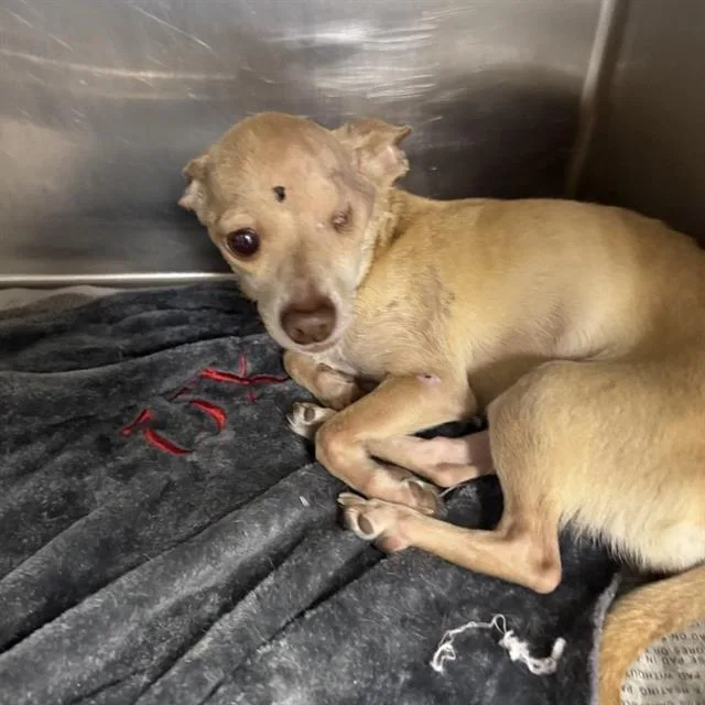 A young small-sized female Chihuahua dog named Carmen for adoption in San Antonio, TX