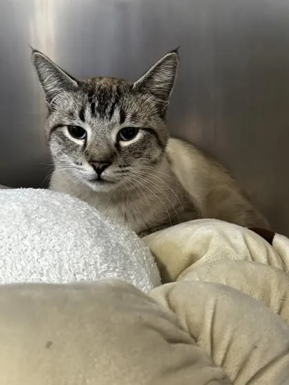 An adult small-sized male Siamese cat named Renamon for adoption in Roseville, CA