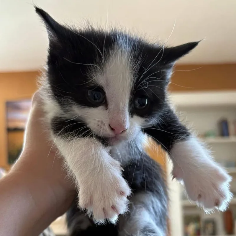 A baby small-sized male Black Domestic Short Hair cat named Baja Blast for adoption in Johnstown, PA