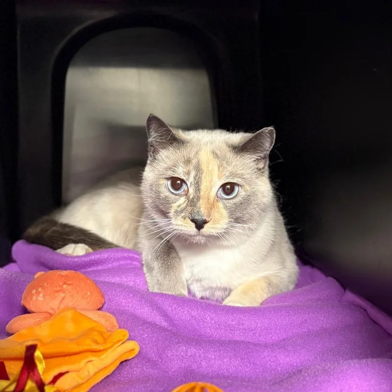 An adult medium-sized female Domestic Short Hair cat named Lyric for adoption in Spokane, WA