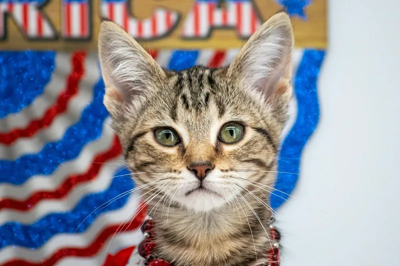 A baby small-sized female Tabby (Brown / Chocolate) Domestic Short Hair cat named Liberty for adoption in Sevierville, TN