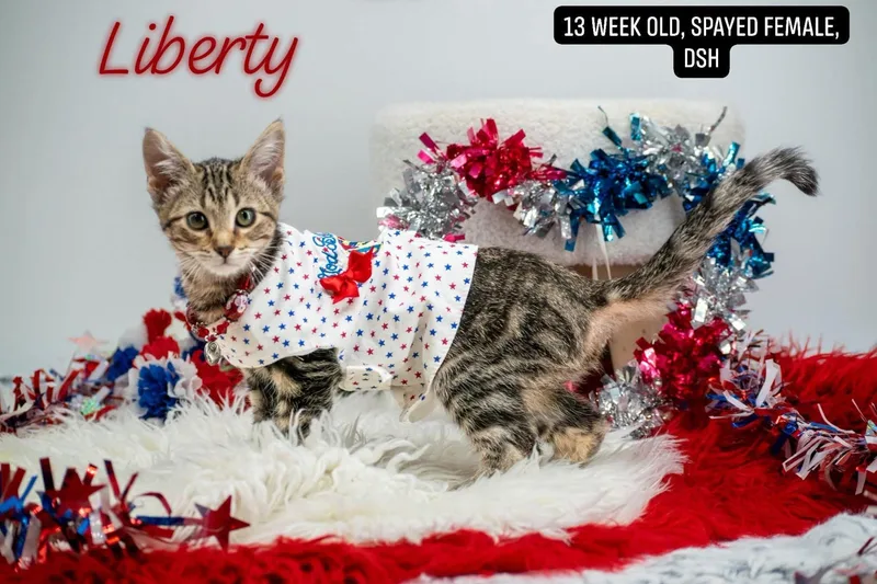 Liberty thumbnail 3