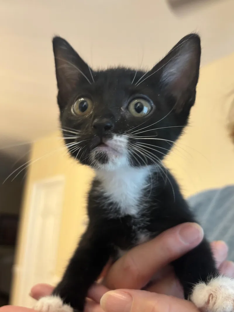 A baby medium-sized male Black & White / Tuxedo Domestic Short Hair cat named Bernard for adoption in Hilton Head Island, SC