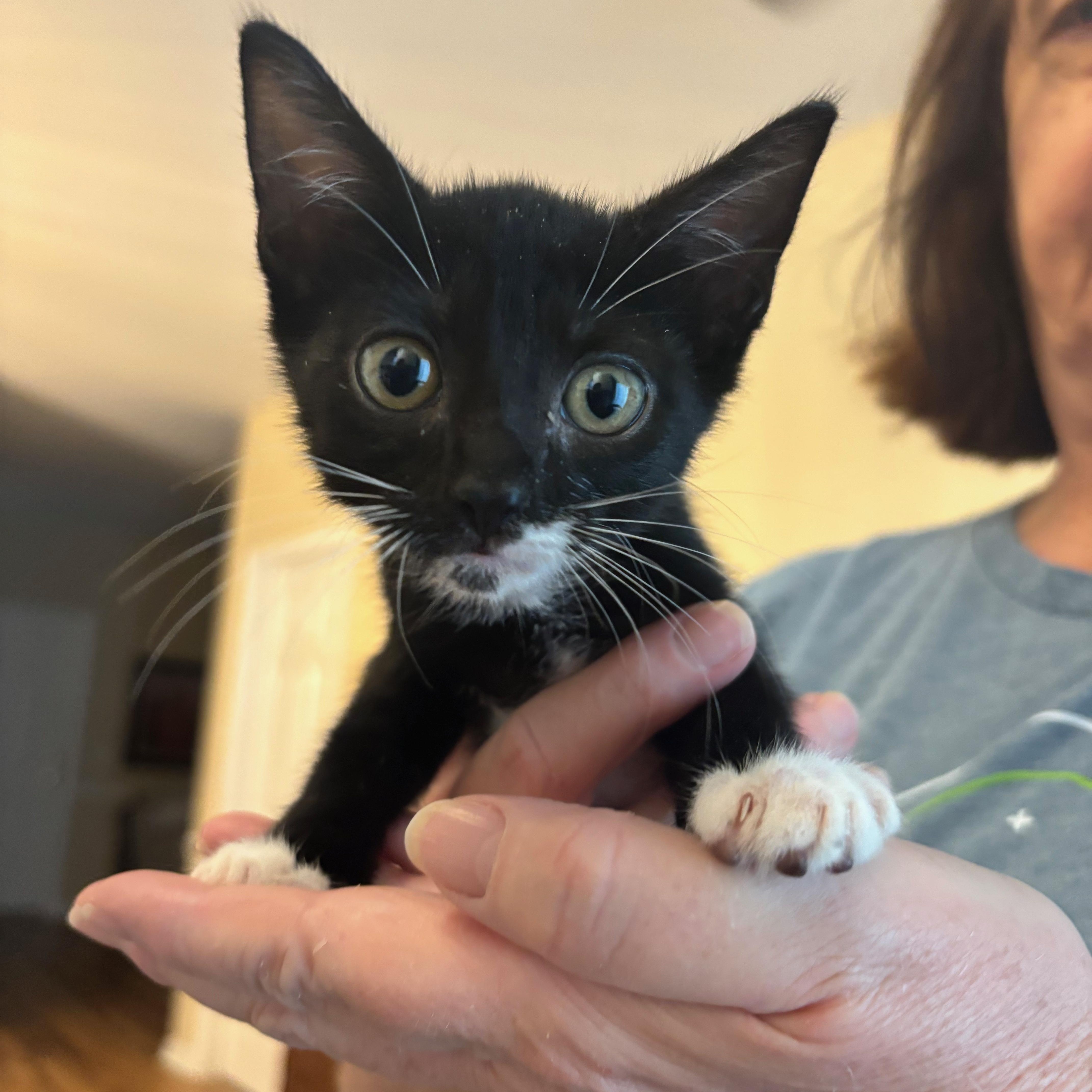 Bernard thumbnail 3