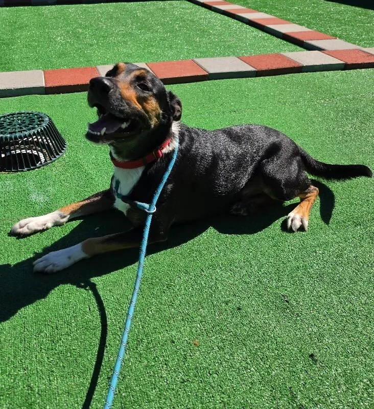 An adult large-sized male German Shepherd Dog dog named Chopper for adoption in Roanoke, VA