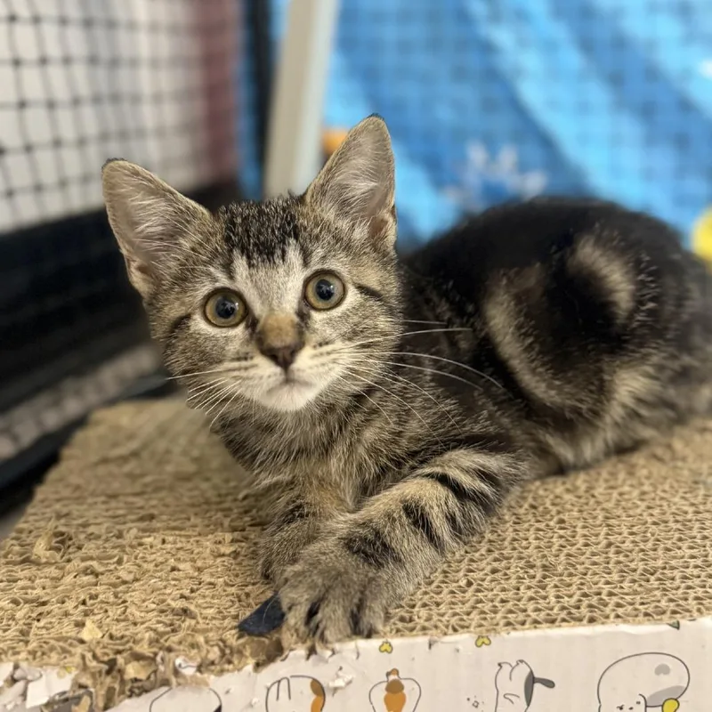 A baby small-sized female Black Domestic Short Hair cat named Celcius for adoption in Ridgely, MD