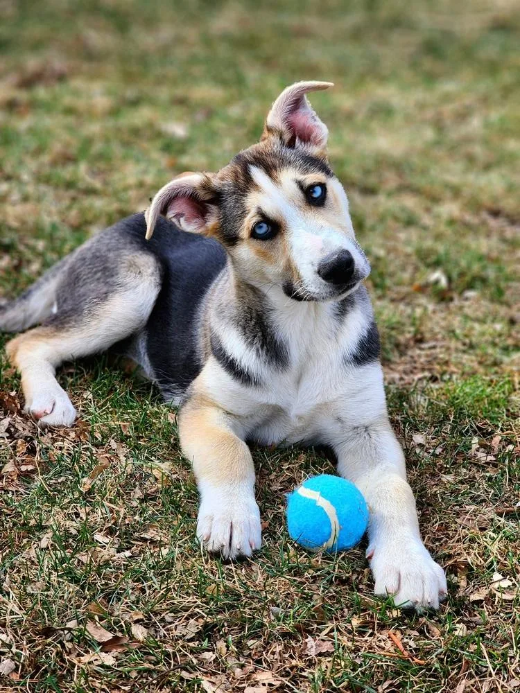 Girly Pop thumbnail 2