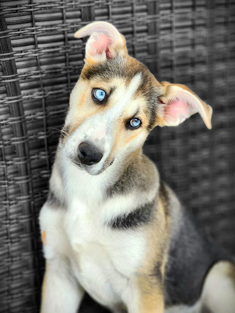 Girly Pop thumbnail 4