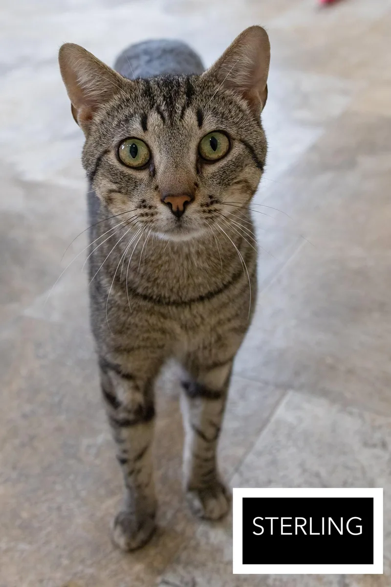 An adult medium-sized male Domestic Short Hair cat named Sterling for adoption in Greenville, DE