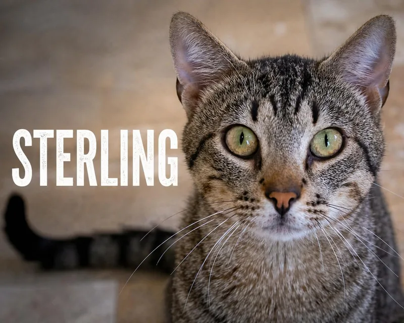 Sterling thumbnail 3