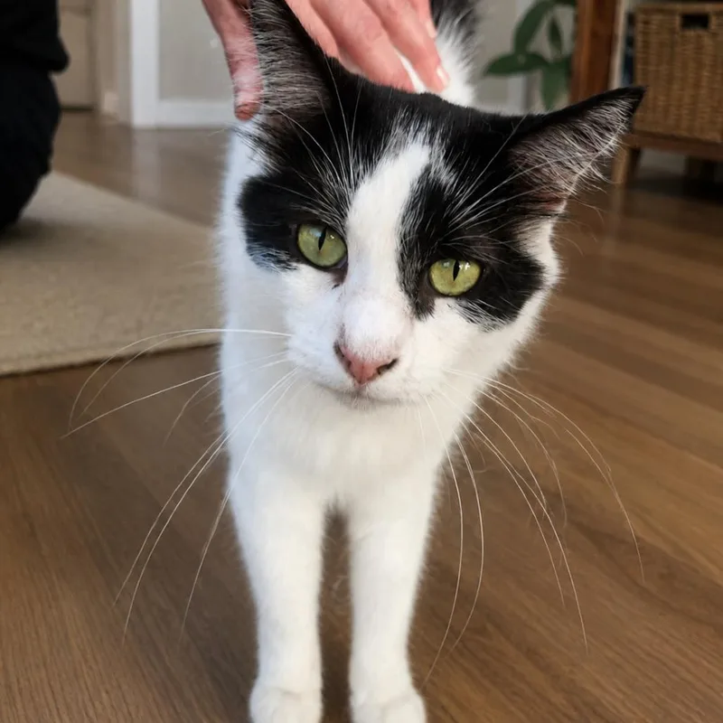 An adult medium-sized male Black Domestic Medium Hair cat named Fix It Felix for adoption in Edwardsville, IL
