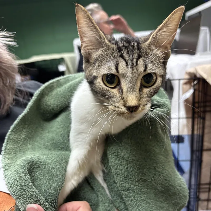 A baby medium-sized female Domestic Short Hair cat named Shasta for adoption in Tacoma, WA