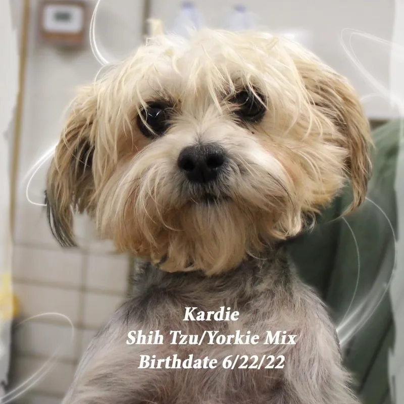 An adult small-sized female Yorkshire Terrier dog named Kardie for adoption in Amelia, OH
