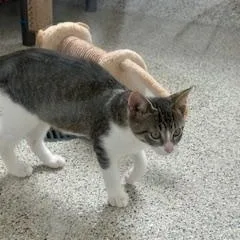 A baby medium-sized male Domestic Short Hair cat named Mouse for adoption in Black River Falls, WI