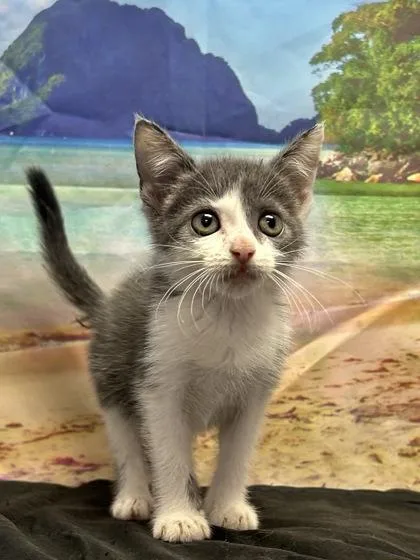 A baby small-sized female Domestic Short Hair cat named Carlita for adoption in San Antonio, TX