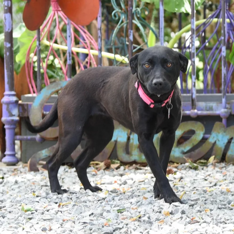 An adult medium-sized female Black Labrador Retriever dog named Mildred for adoption in Wake Forest, NC