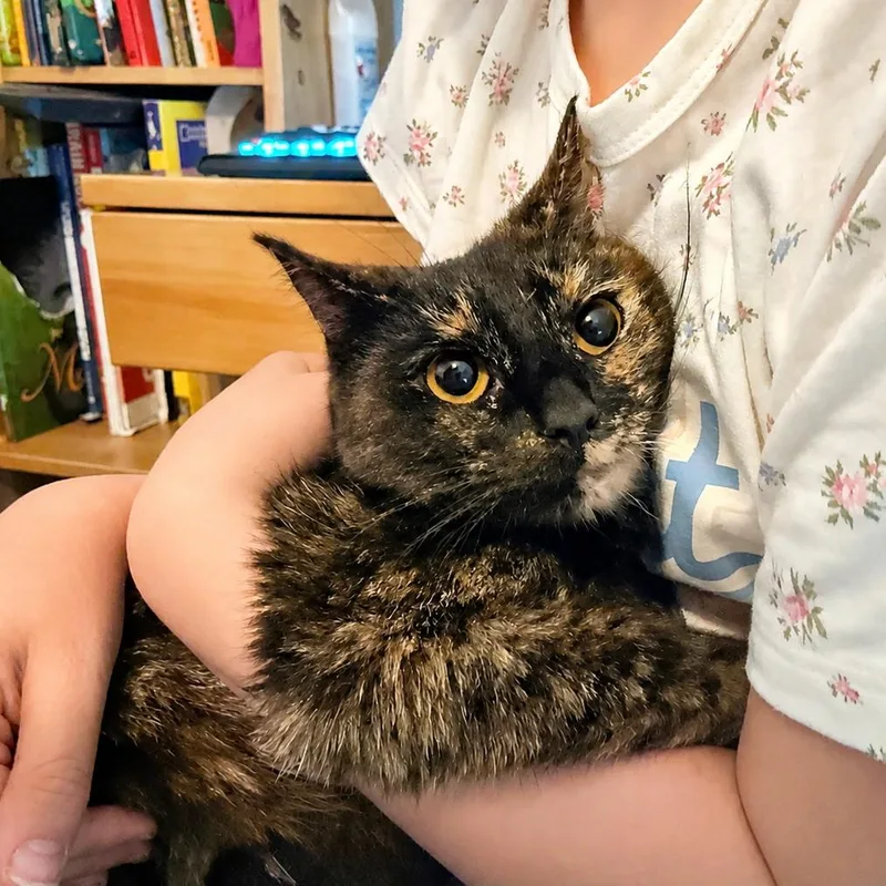 An adult medium-sized female Tortoiseshell Domestic Short Hair cat named Jellybean in Stevensville  for adoption in Alexandria, VA