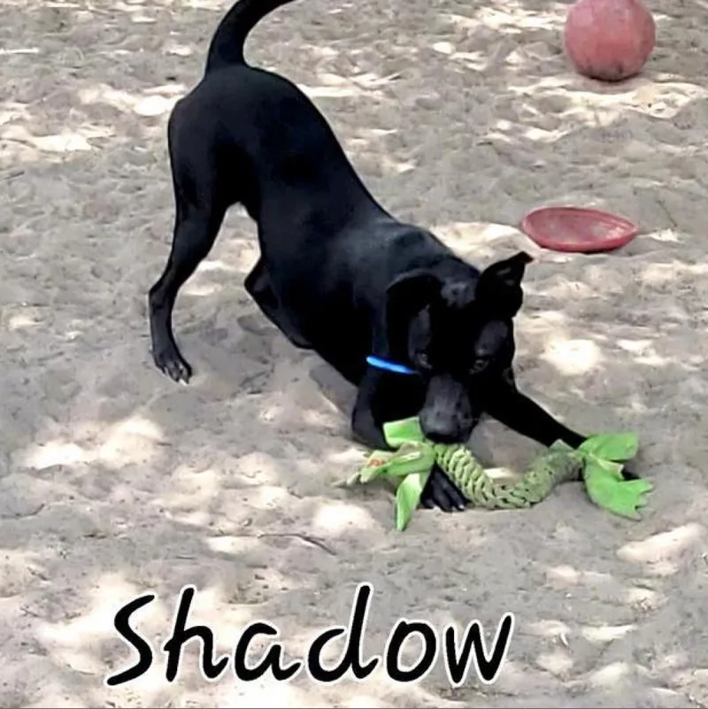 Shadow JuM thumbnail 4