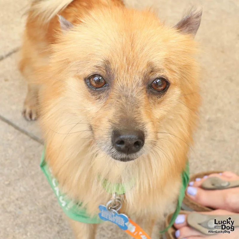 A young small-sized female Pomeranian dog named Foxie for adoption in Washington, DC