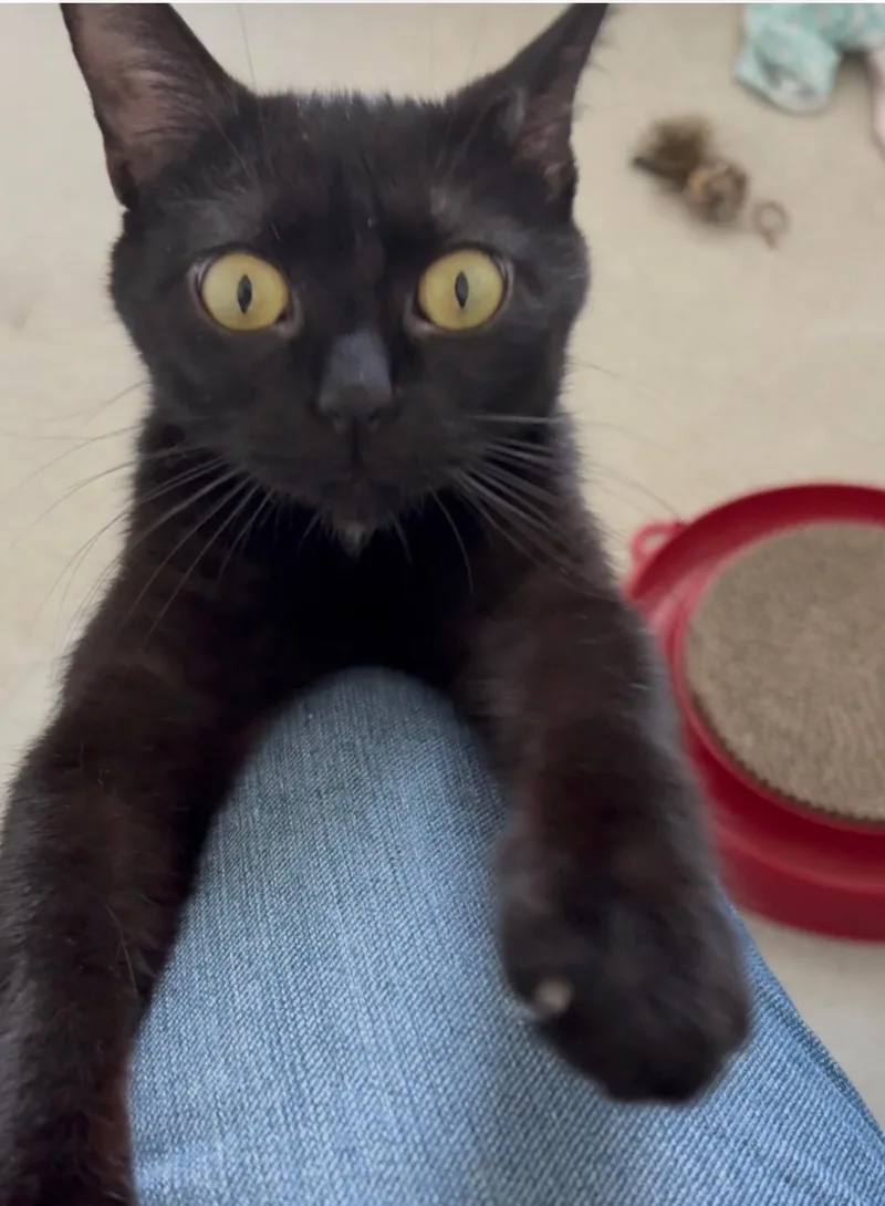 A young medium-sized female Black Domestic Short Hair cat named Velvet for adoption in Seaford, DE