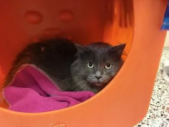 A senior small-sized female Domestic Long Hair cat named Cece for adoption in Golden Valley, MN