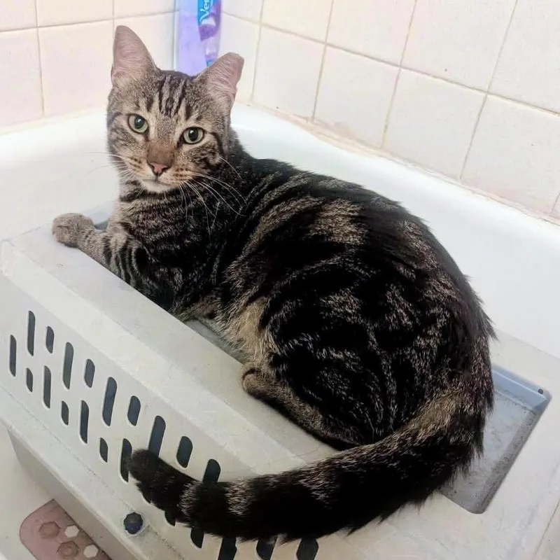 Uhoh @ Fat Cat thumbnail 5