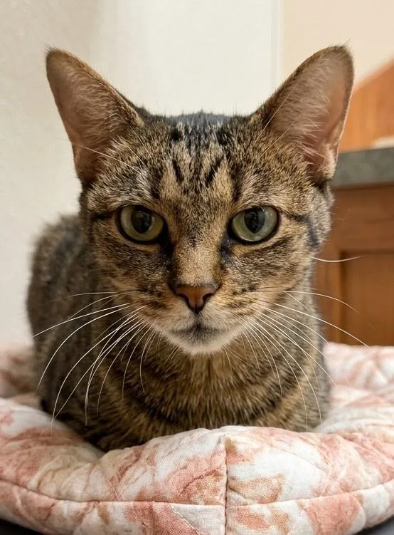 A senior medium-sized female Tabby (Brown / Chocolate) Domestic Short Hair cat named Tasha for adoption in Hartville, OH