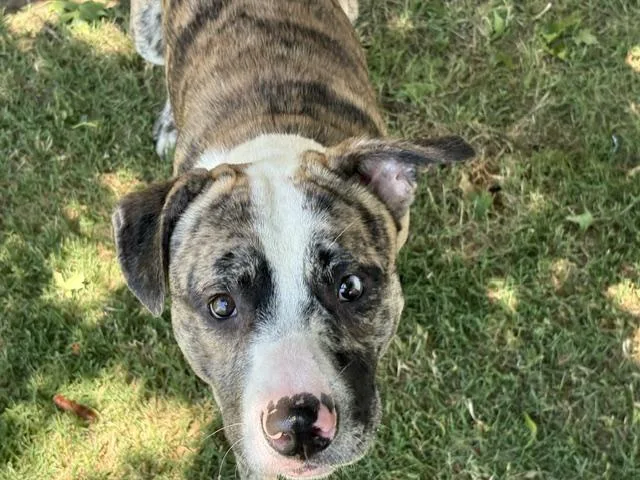 A young large-sized male Australian Cattle Dog / Blue Heeler dog named Rocky for adoption in Tulsa, OK