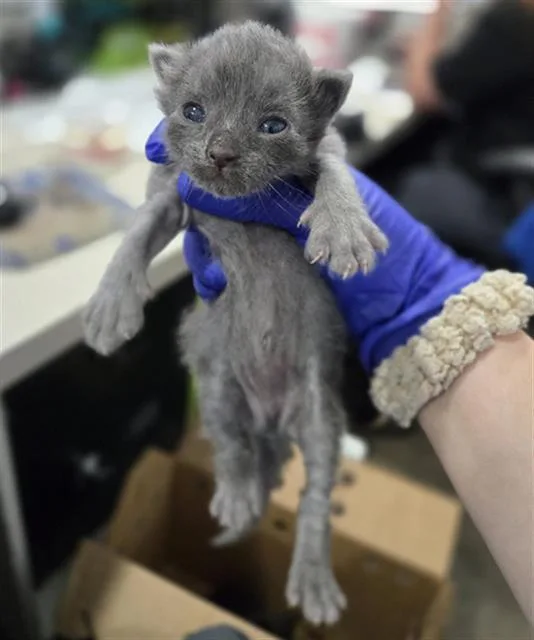 A baby medium-sized male Domestic Short Hair cat named Cleveland for adoption in Dallas, TX