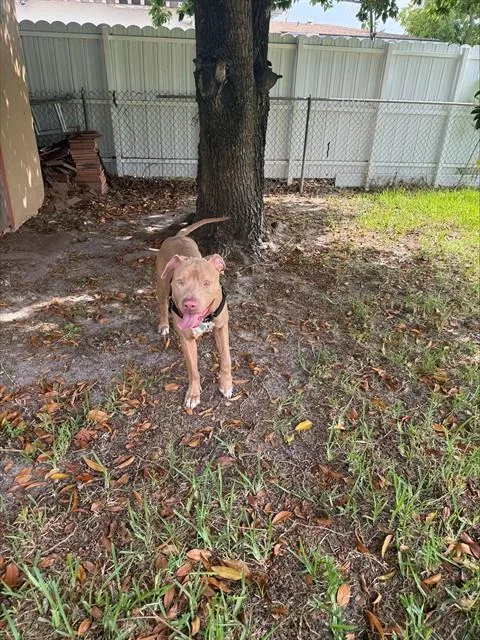 An adult large-sized male American Bulldog dog named Gordo for adoption in Miami, FL