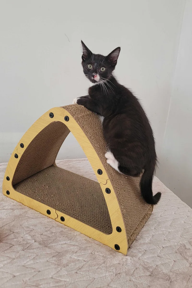 A baby small-sized male Black & White / Tuxedo American Shorthair cat named Denim for adoption in Florham Park, NJ