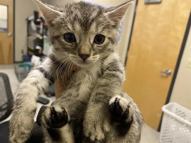 A baby small-sized female Domestic Short Hair cat named A for adoption in Modesto, CA
