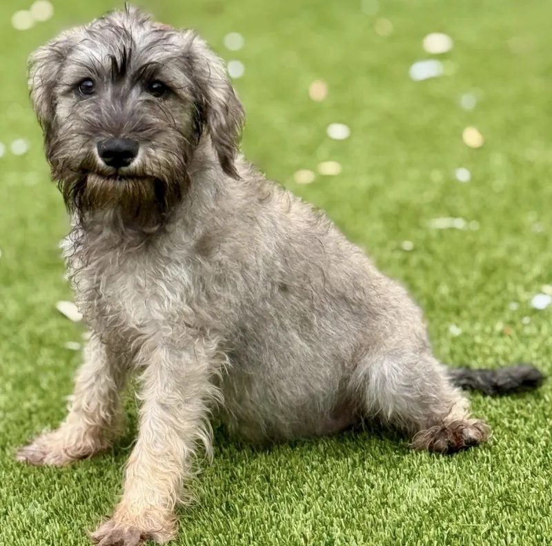 Jolene  Darling Schnauzer thumbnail 2