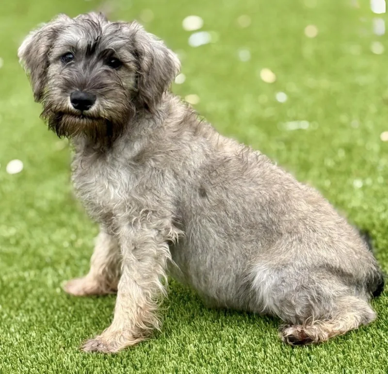 Jolene  Darling Schnauzer thumbnail 4