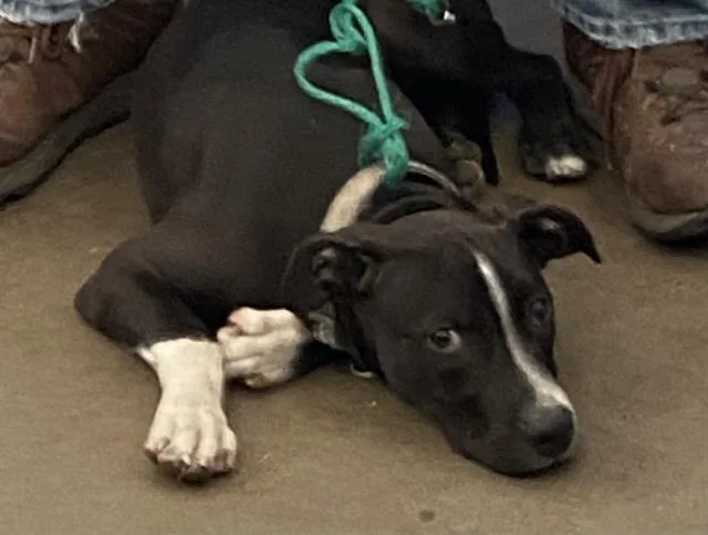 A baby large-sized male Mixed Breed dog named Goofy for adoption in Dallas, TX