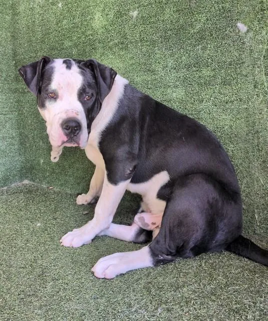 A young medium-sized male Pit Bull Terrier dog named Augusto for adoption in Lancaster, CA