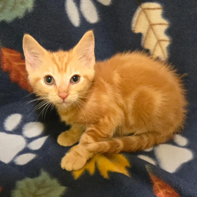 A baby small-sized female Orange / Red Domestic Short Hair cat named Wisteria for adoption in Brownsboro, AL