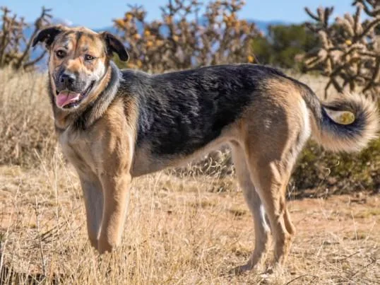 A young large-sized female Mixed Breed dog named Greta for adoption in Santa Fe, NM