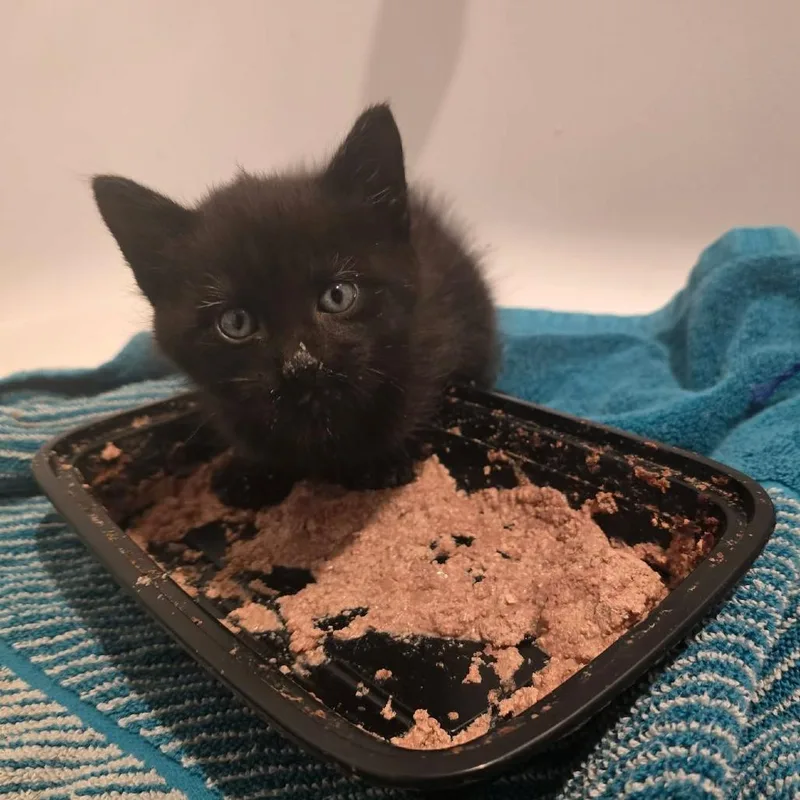 A baby small-sized male Black Domestic Short Hair cat named Tam for adoption in Newcastle, OK
