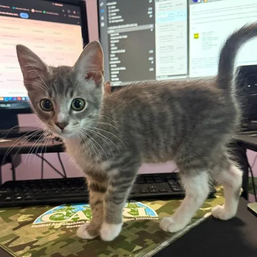 A baby small-sized male Gray / Blue / Silver Domestic Short Hair cat named Meeko for adoption in Canton, NC