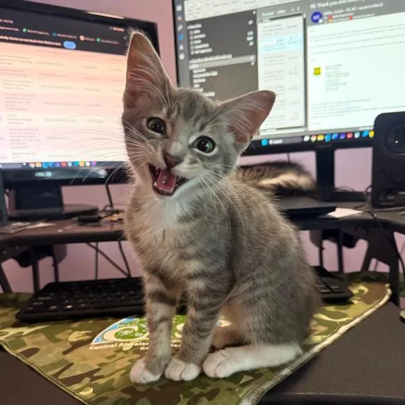 Meeko thumbnail 2