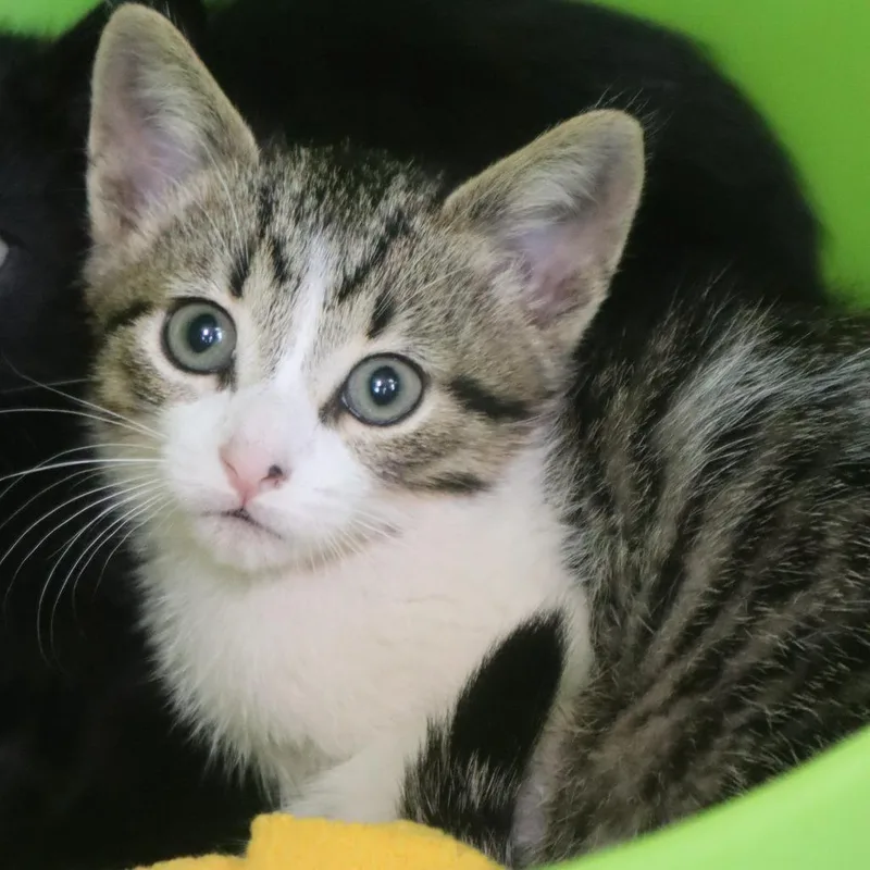 A baby small-sized male Brown / Chocolate Domestic Short Hair cat named Steven for adoption in Waukesha, WI