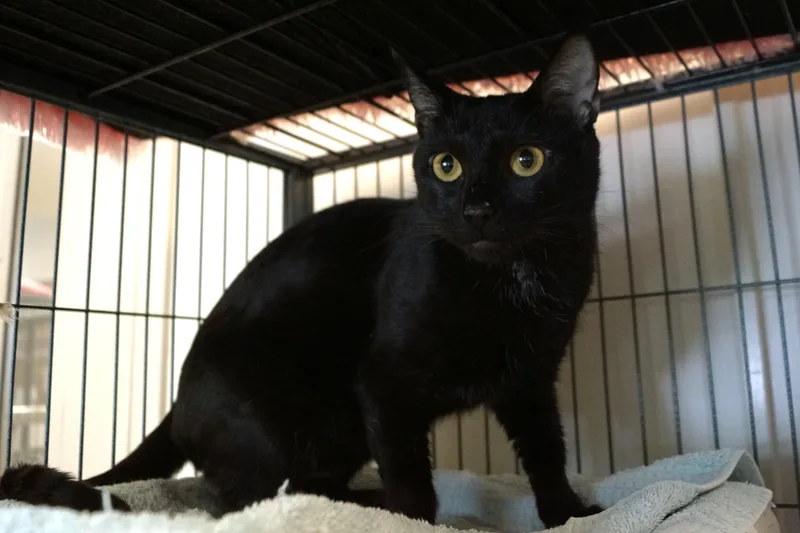 An adult medium-sized female Black Domestic Short Hair cat named Moira Rose for adoption in New Milford, CT