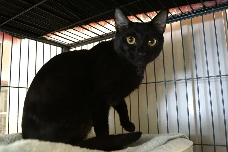 Moira Rose thumbnail 2